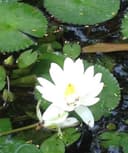 Clara Patricia Ordóñez Rodriguez